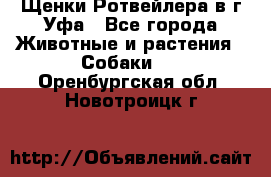 Щенки Ротвейлера в г.Уфа - Все города Животные и растения » Собаки   . Оренбургская обл.,Новотроицк г.